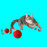 Cat playing with an automatic cat ball toy on a carpeted floor.